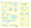 Bacterial morphology diagram pl.svg.png