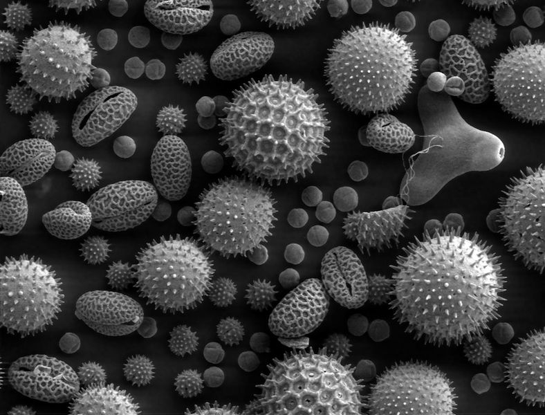 Plik:788px-Misc pollen.jpg