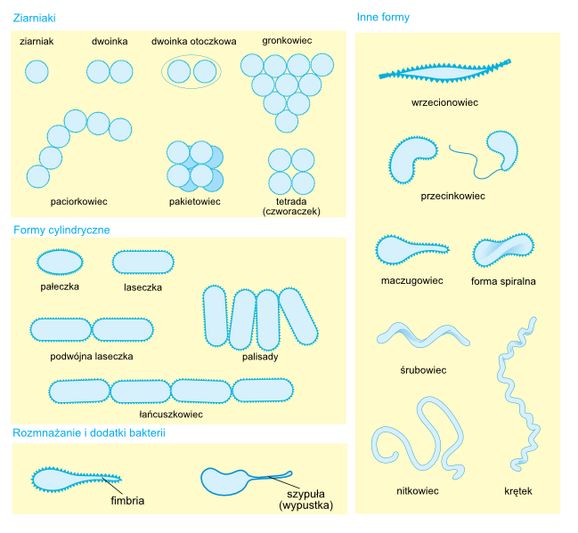 Plik:Bacterial morphology diagram pl.svg.png
