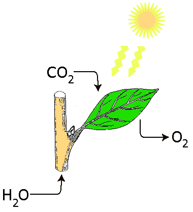 Plik:Fotosynteza3.png