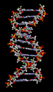 Plik:ADN animation.gif