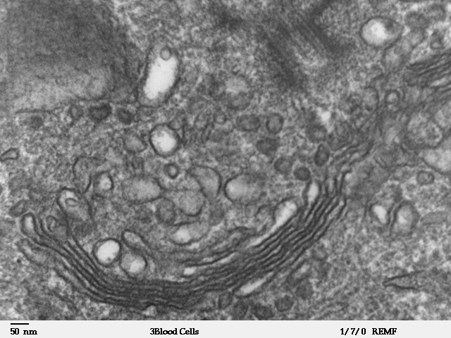 Plik:Human leukocyte.jpg