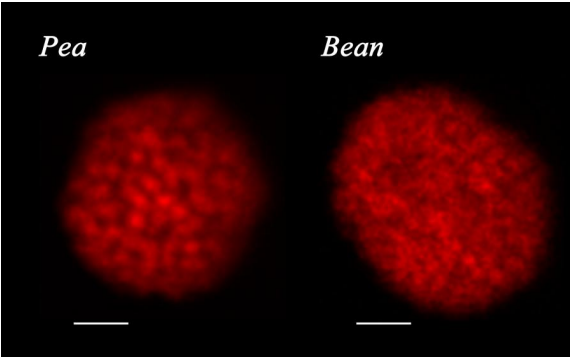 Plik:Różnice między stukturą nienaruszonych (naturalnych) chloroplastów groszku (pea) i fasolki (bean).png