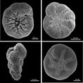 Benthic foraminifera.jpg
