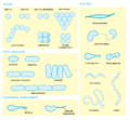 Bacterial morphology diagram pl new.png