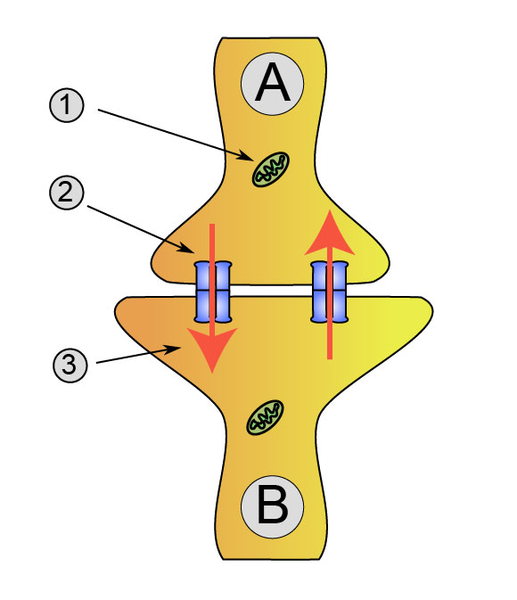 Plik:Synapse diag2.png