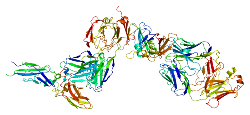Plik:Protein F3 PDB 1ahw.png
