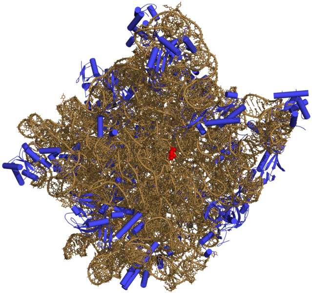 Plik:50S-subunit of the ribosome 3CC2.png