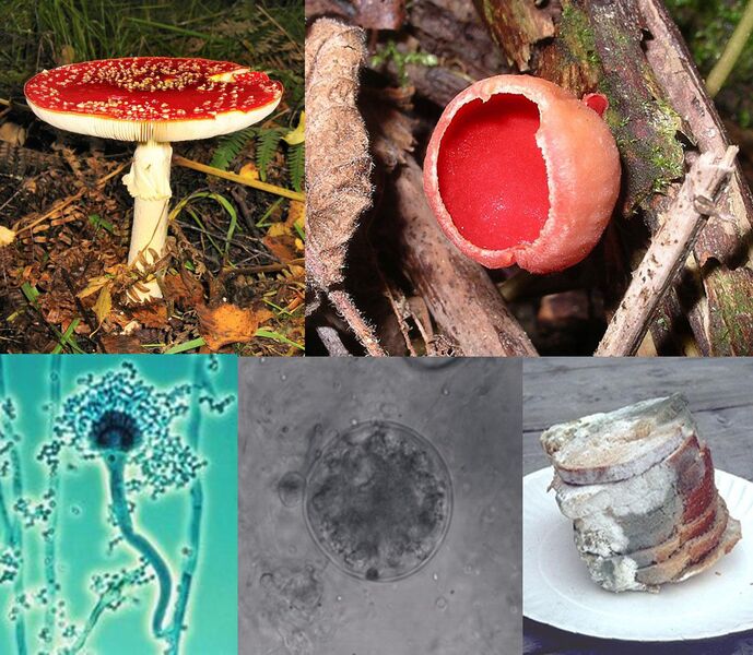 Plik:Fungi collage.jpg
